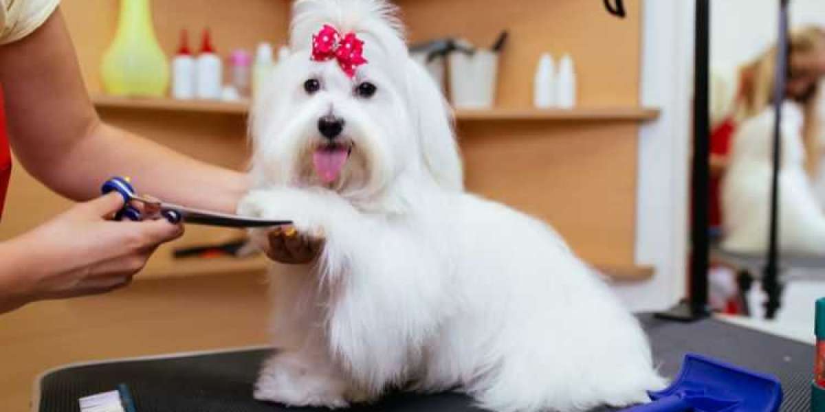 India Pet Grooming Products Market: An In-depth Analysis